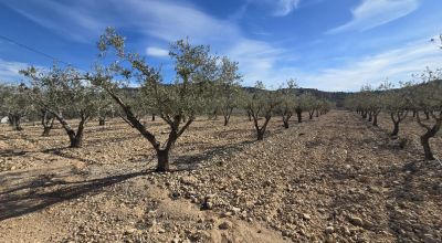 Land - Sale - Hondón de las Nieves - Hondón de las Nieves