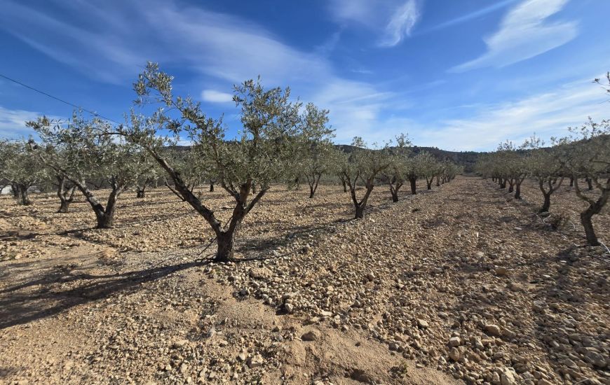 Venta - Terreno - Hondón de las Nieves