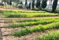 Venta - Villa - Crevillente - Crevillent