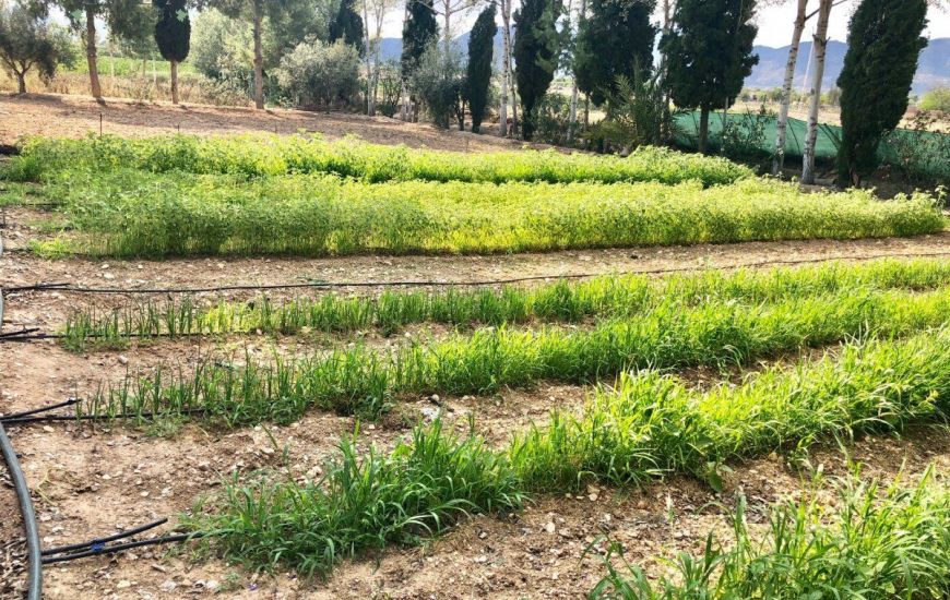 Venta - Villa - Crevillente - Crevillent