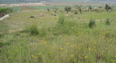 Terreno - Venta - Hondón de las Nieves - Hondón de las Nieves