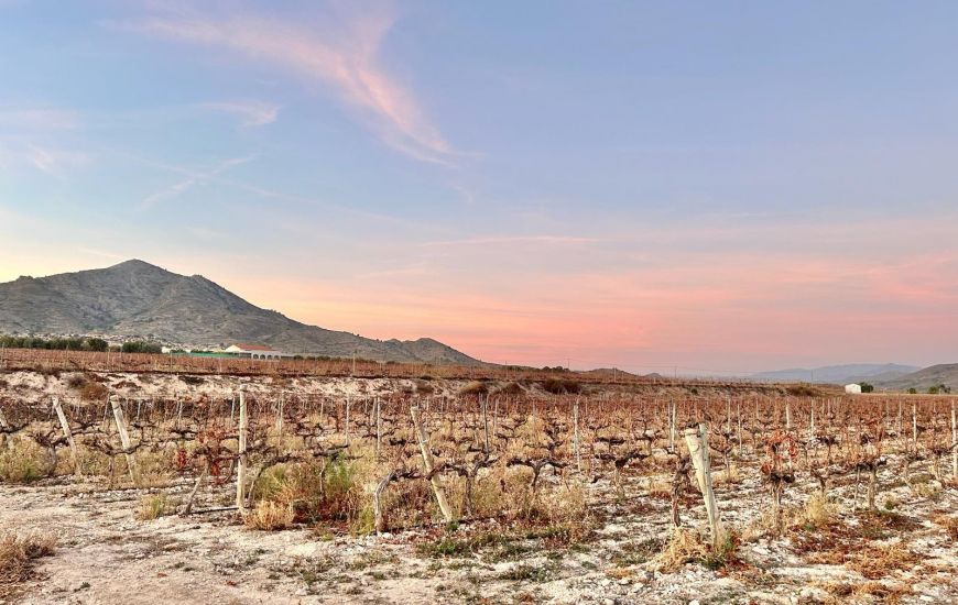 Sale - Land - Novelda