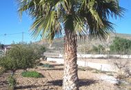 Sale - Finca - Hondon de los Frailes