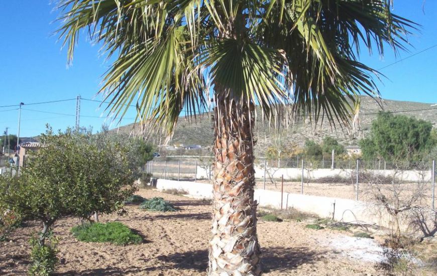 Sale - Finca - Hondon de los Frailes