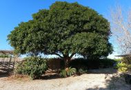 Sale - Country Property - Orihuela