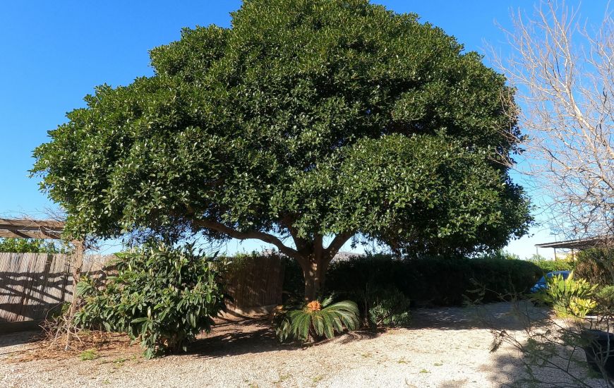 Sale - Country Property - Orihuela