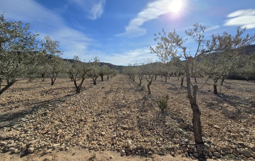 Venta - Terreno - Hondón de las Nieves