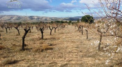 Terreno - Venta - Biar - Biar