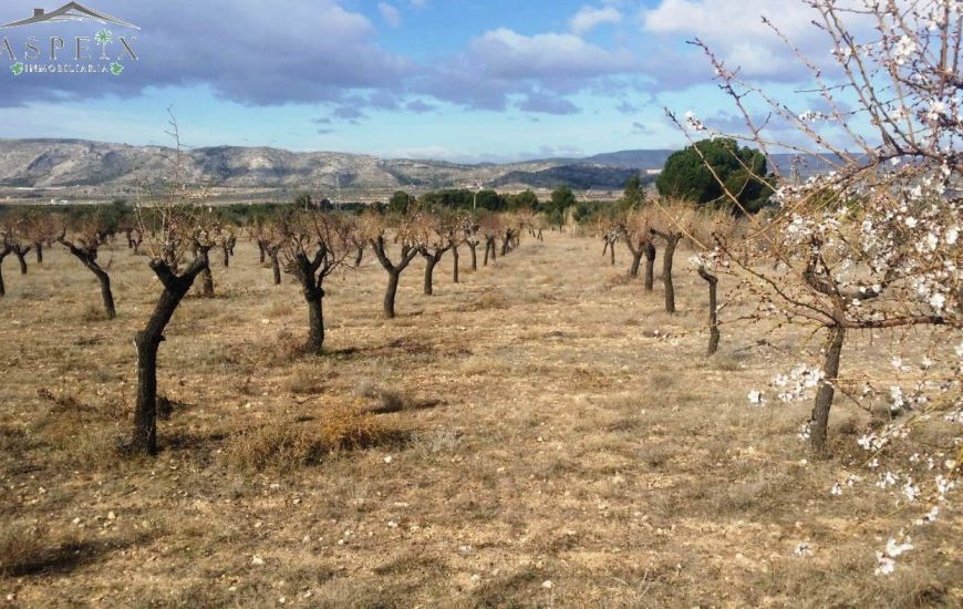 Venta - Terreno - Biar