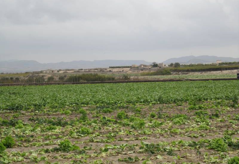 Sale - Land - Novelda