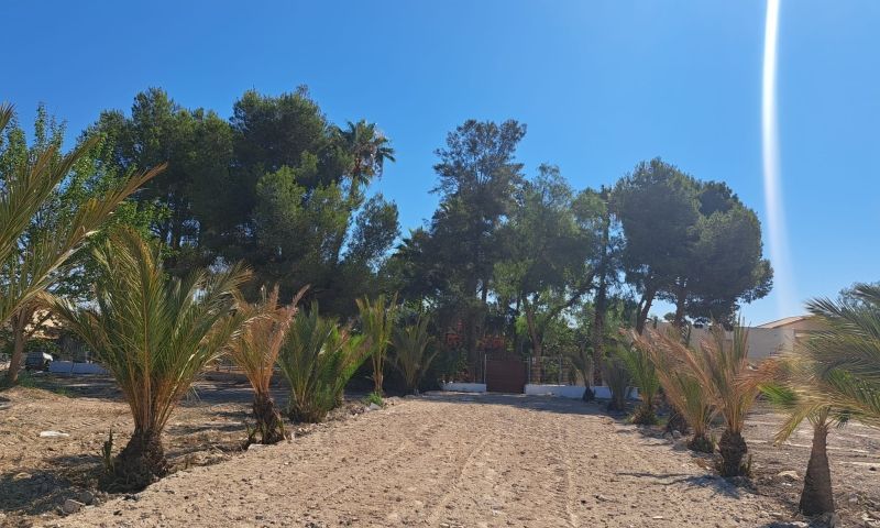 Sale - Finca - Orihuela