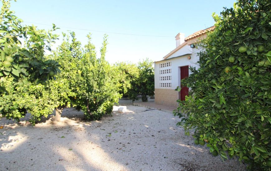 Sale - Finca - Crevillente