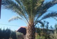 Venta - Villa - Elche