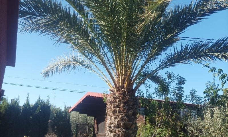 Venta - Villa - Elche