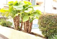 Sale - Apartments - Torrevieja