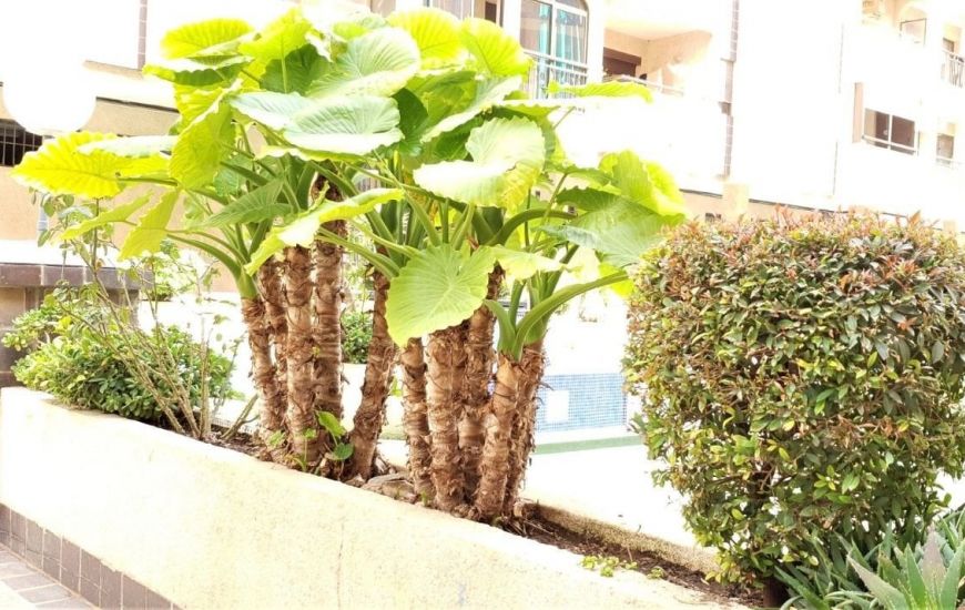 Sale - Apartments - Torrevieja