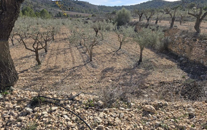 Venta - Terreno - Hondón de las Nieves