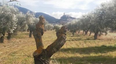 Terreno - Venta - Biar - Biar