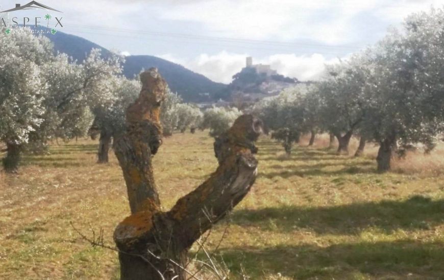 Venta - Terreno - Biar