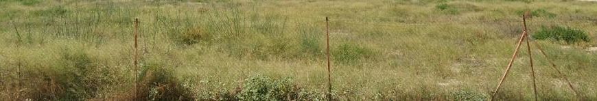 Sale - Land - Zeneta