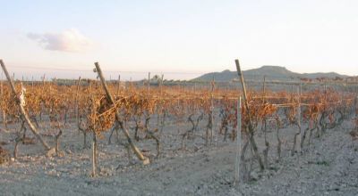 Land - Sale - Novelda - Novelda