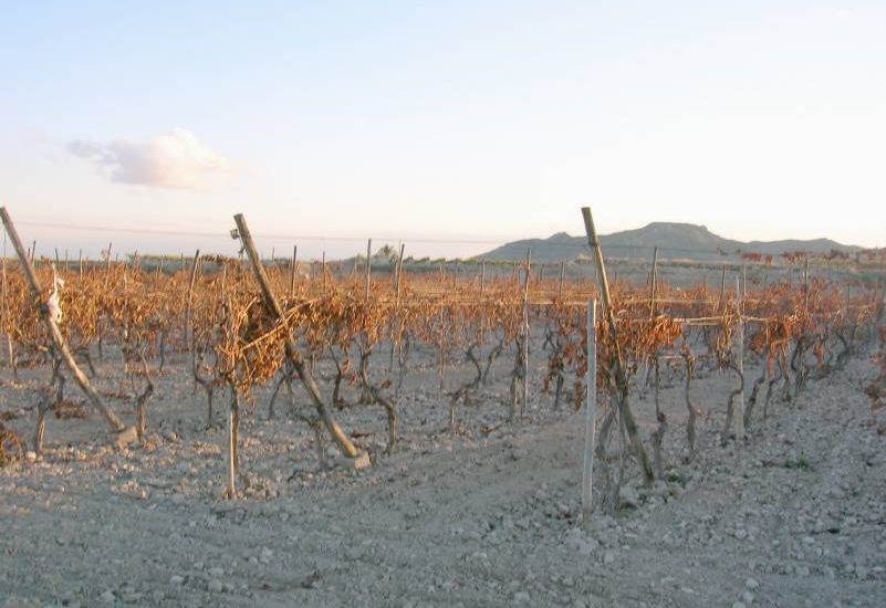 Sale - Land - Novelda