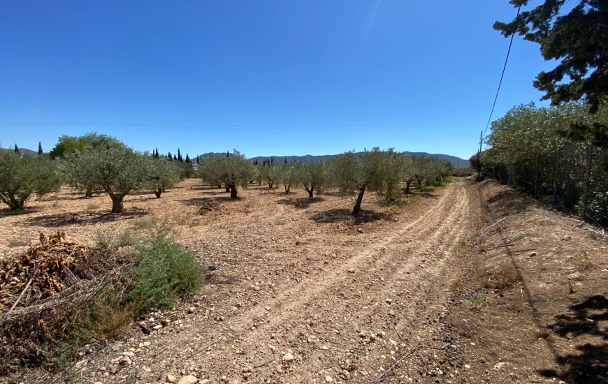 Sale - Finca - Salinas