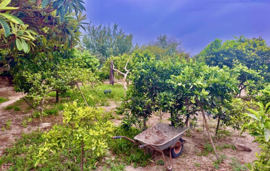 Sale - Finca - Rojales