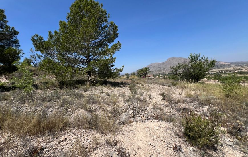 Sale - Land - Hondon de los Frailes