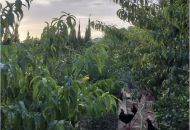 Sale - Villa - Montserrat