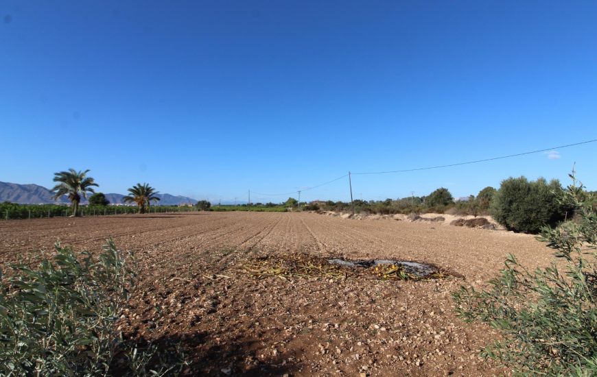 Sale - Finca - Crevillente