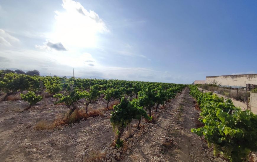 Venta - Terreno - Novelda