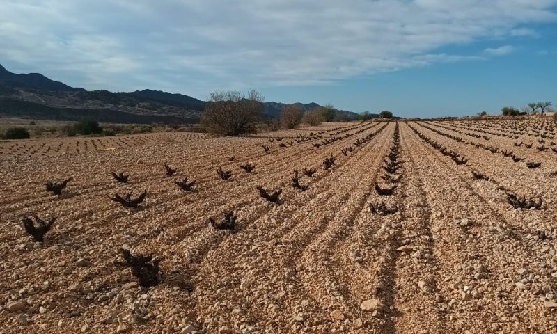 Venta - Terreno - Murcia