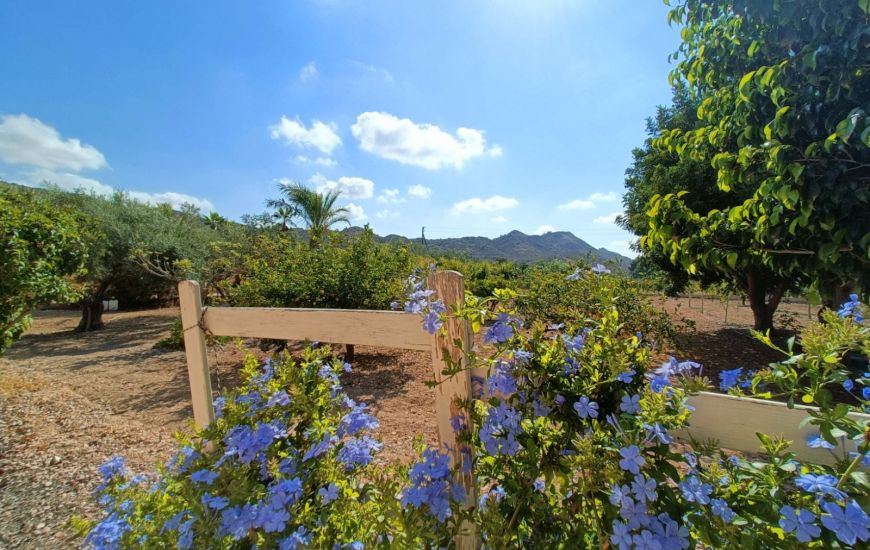 Venta - Casa Rural - Aspe