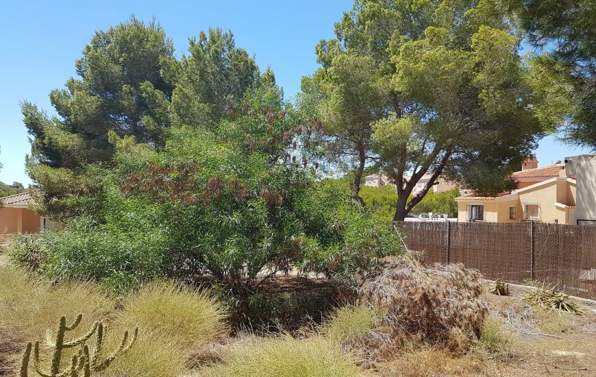 Venta - Terreno - Algorfa