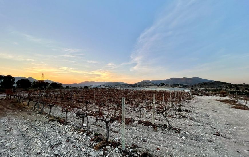 Sale - Land - Novelda