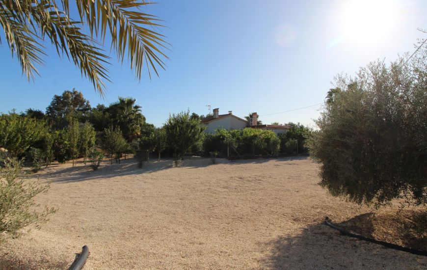 Sale - Finca - Crevillente