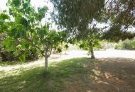 Sale - Finca - Dolores