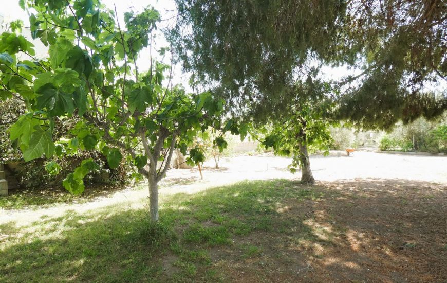 Sale - Finca - Dolores