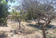 Sale - Finca - Rojales