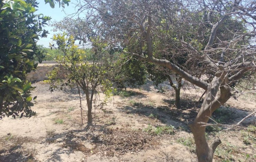 Sale - Finca - Rojales