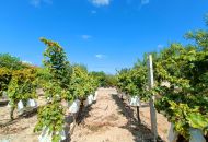 Venta - Casa Rural - Aspe