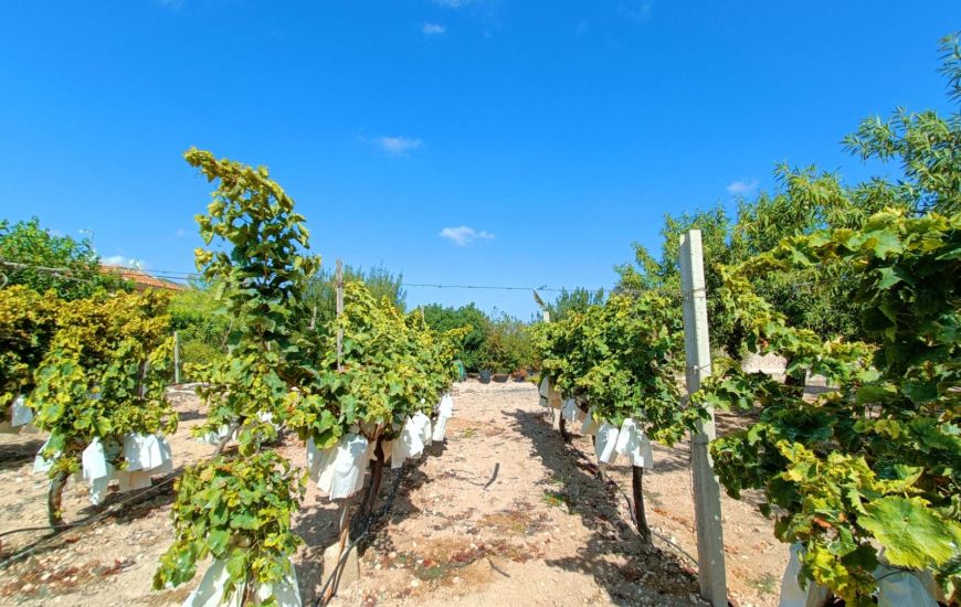 Venta - Casa Rural - Aspe