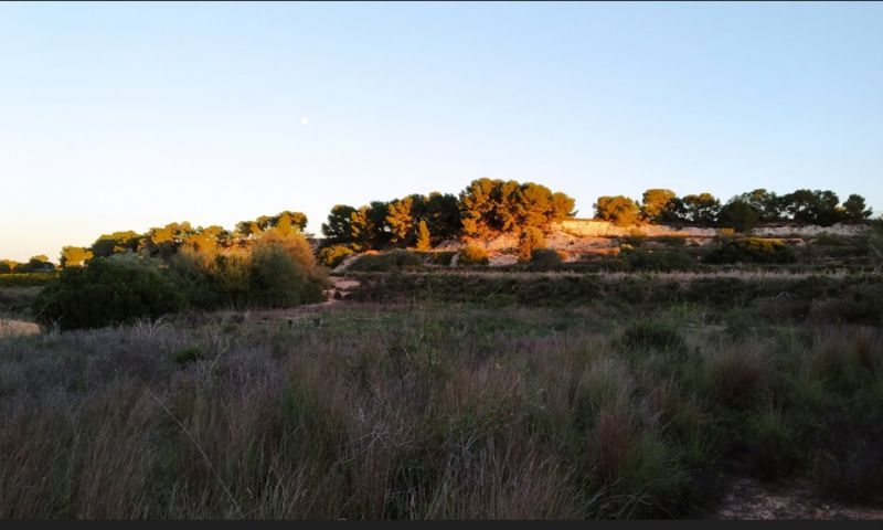 Sale - Land - Pinar de Campoverde - Pinar De Campoverde