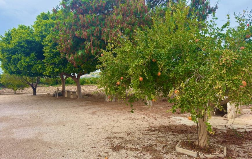 Sale - Finca - Rojales