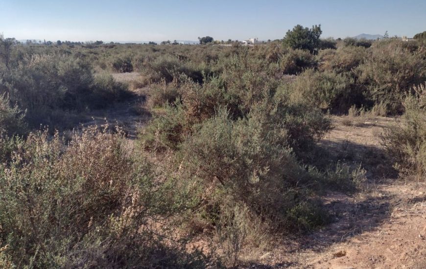 Sale - Land - Elche - Elche pedanias