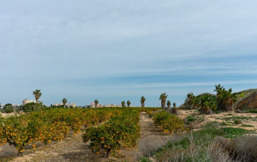 Sale - Villa - Los Altos