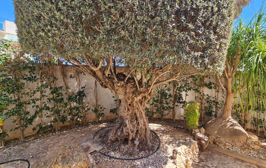 Sale - Villa - Ciudad Quesada