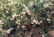 Sale - Rijtjeshuis - Pinoso