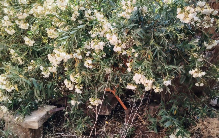 Sale - Rijtjeshuis - Pinoso